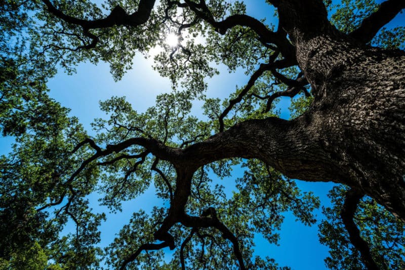junk-removal-in-live-oak